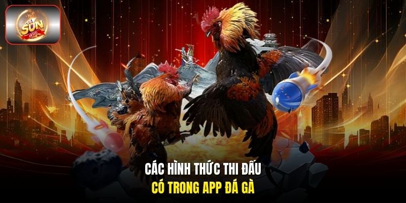Các hình thức thi đấu có trong app đá gà Các hình thức thi đấu có trong app đá gà