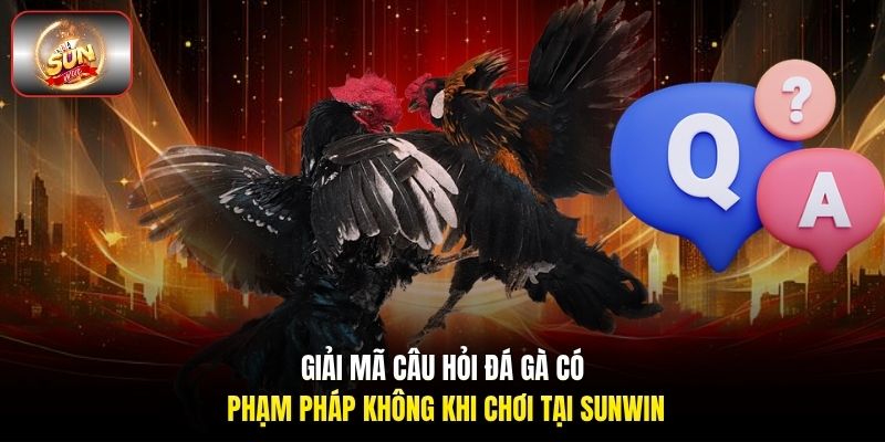 Giải mã câu hỏi đá gà có phạm pháp không khi chơi tại Sunwin