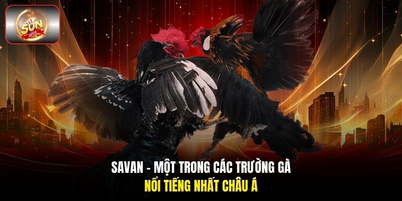 Savan - Một trong các trường gà nổi tiếng nhất Châu Á Savan - Một trong các trường gà nổi tiếng nhất Châu Á